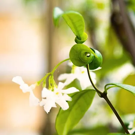 ηοrizon View House 別荘 Nótos